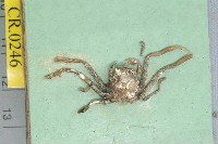 藏品(日本平家蟹)的圖片